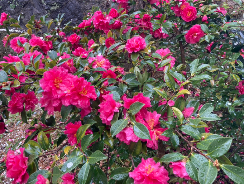 椿や、でも、某公園の椿は花咲いてなかったな、、