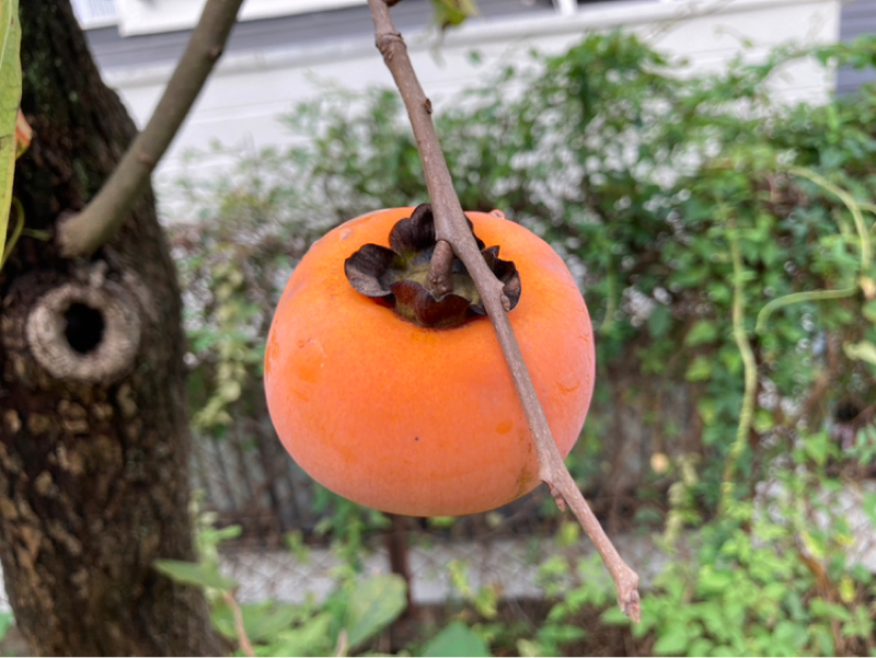 日々のこと（途中で、事故を見てしまう）