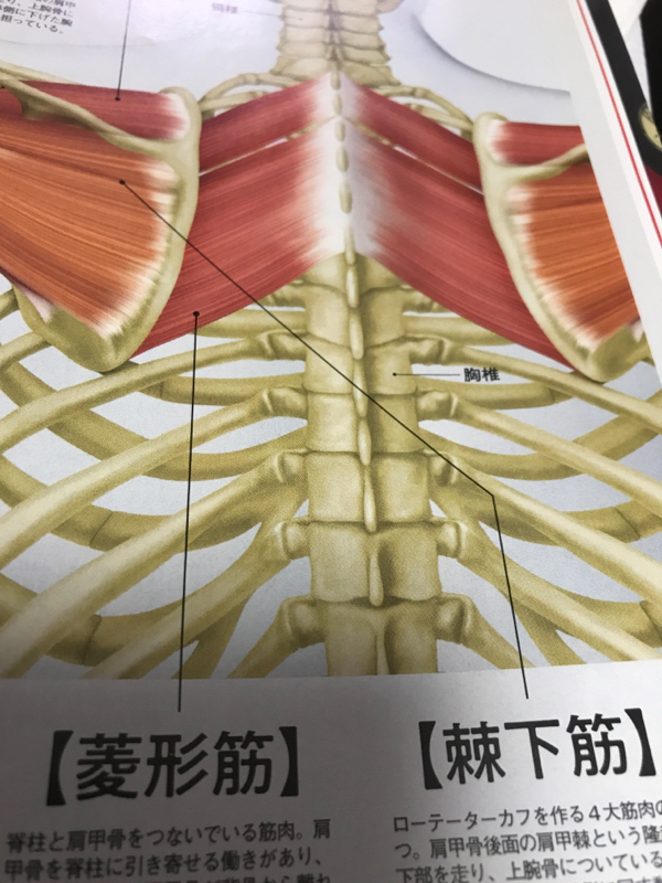 # 239 インナーマッスル　1️⃣