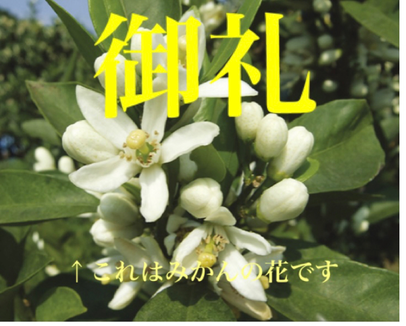 日本柑橘系会会長　ゆびお　からのご挨拶とお礼 from Radiotalk episode artwork
