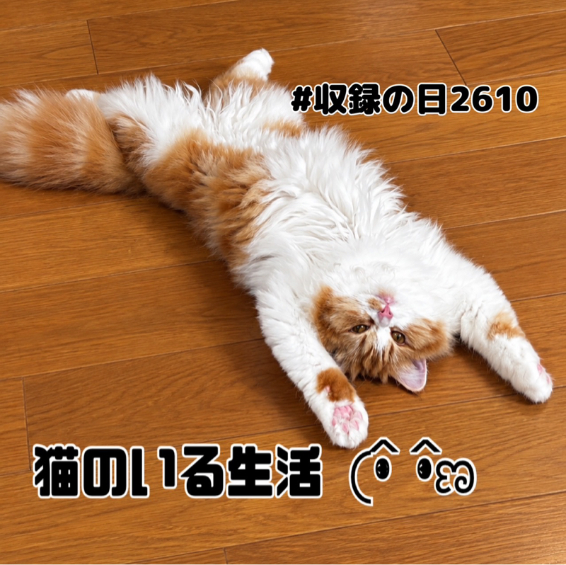 猫のいる生活 𛰙᭜𖫴𖫰𖫱𖫳𖫲𖫲𖫳𖫴𖫰𖫱꛰ ᭜𖫴𖫰𖫱𖫳𖫲𖫲𖫳𖫴𖫰𖫱꛰♥  
