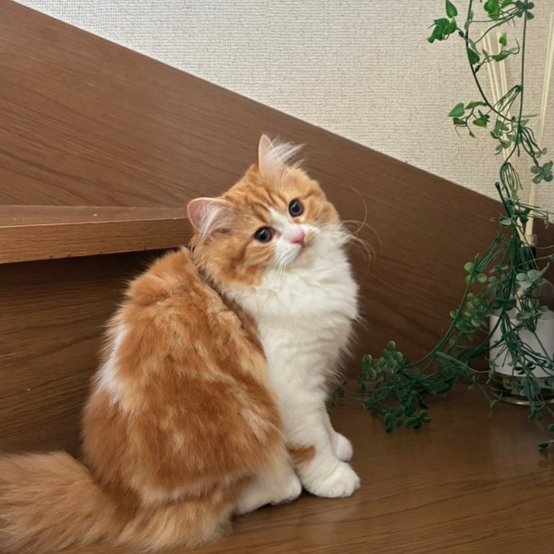 ゆびお(SNSに溢れるネコ親バカ画像)