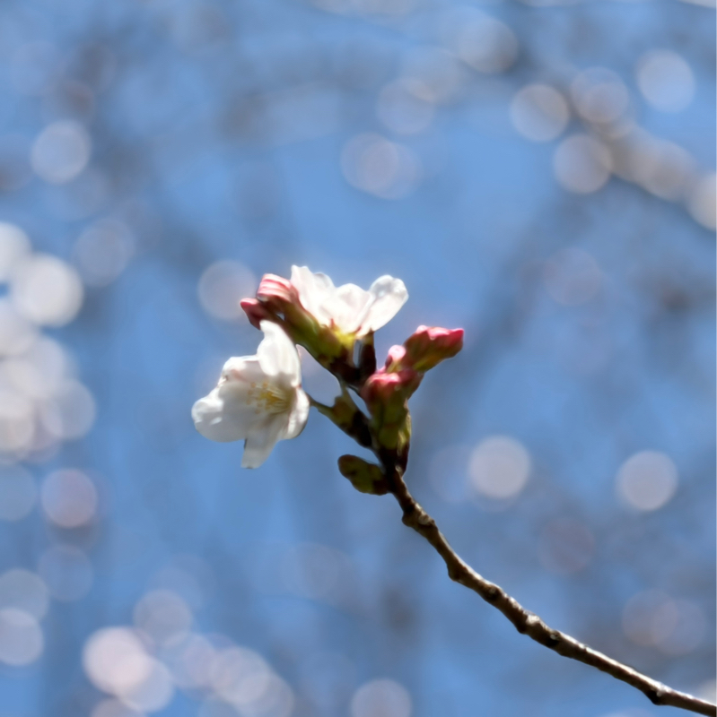 ☆164土曜日は、大丈夫、日曜日は，リラックスの日💕3/29