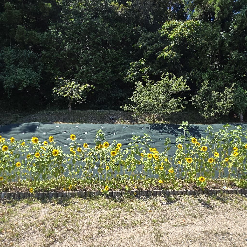 飯めしあがれこにお