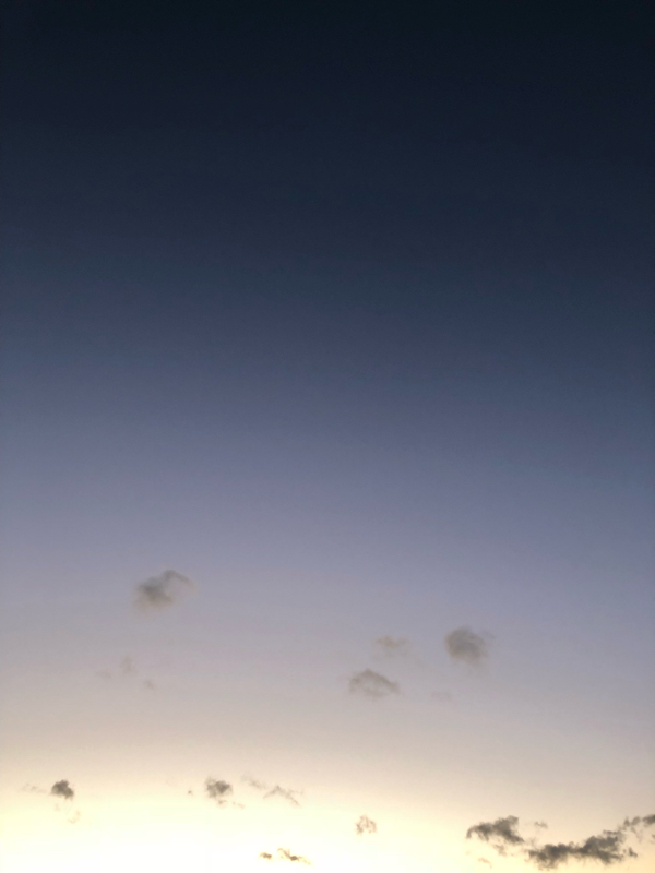 #1 金木犀と銀木犀