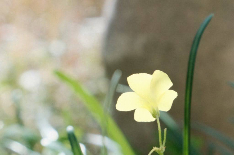 とびだせどうぶつの森