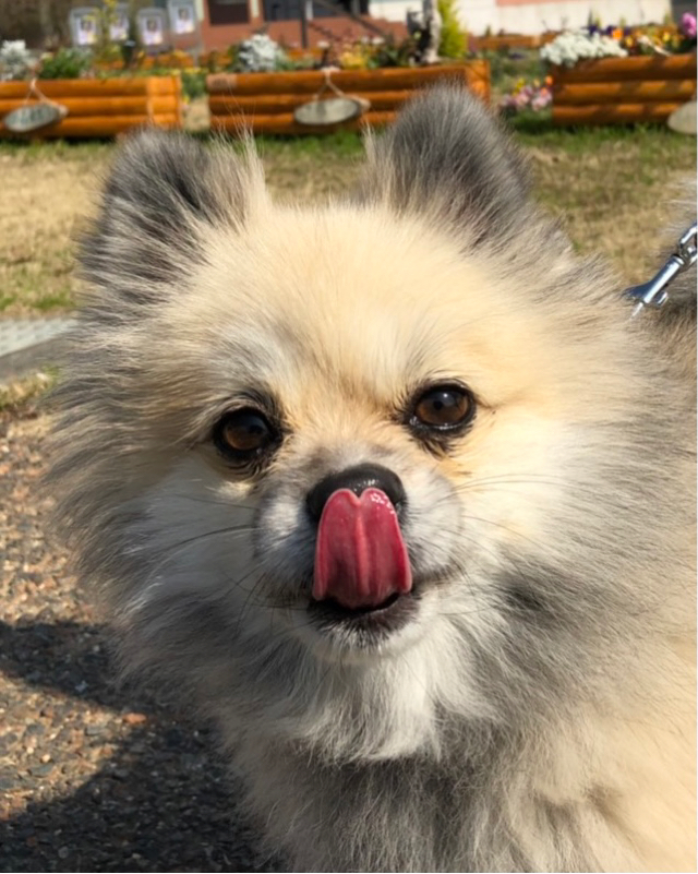 背中が、せなかがー！　(久々、散歩収録)