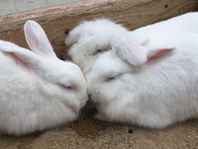 マシュマロ返信2