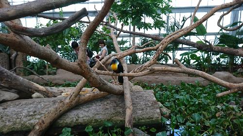 １ヶ月風邪を引き続けた話