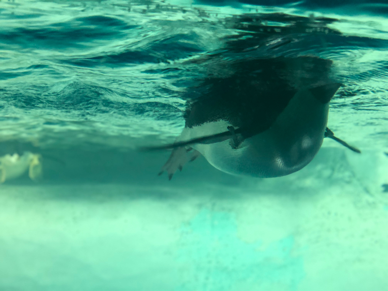 エーステと赤澤くんの話がしたい(ネタバレしています)