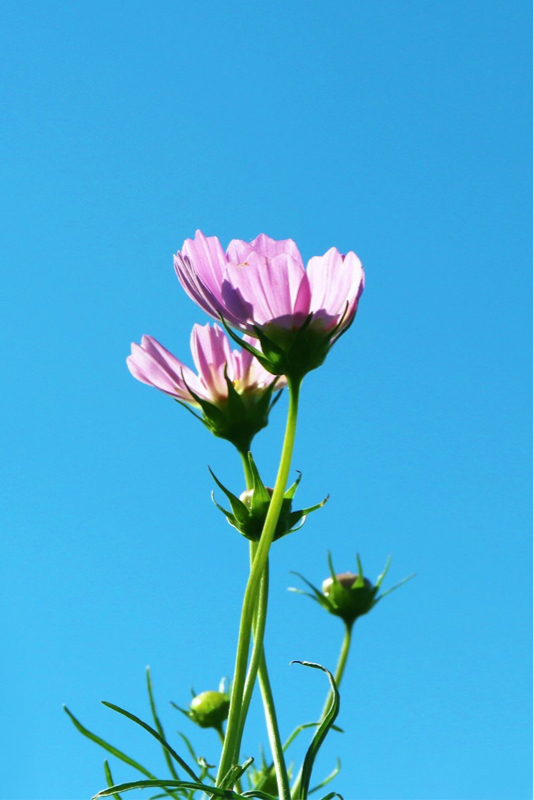 19:植物って表情あるよね？って話