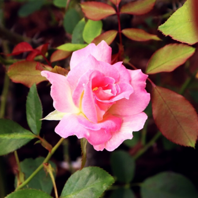 25:薔薇を撮ってきた話と写真の雑談