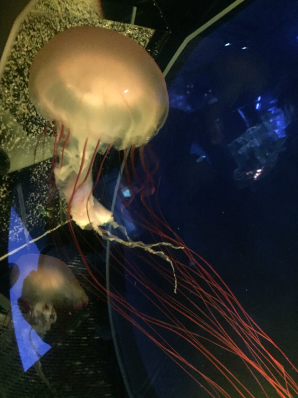 こんぶさんのおはなし