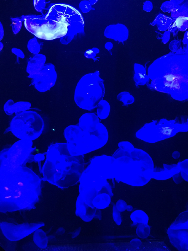 今夜も真っ青な夢を