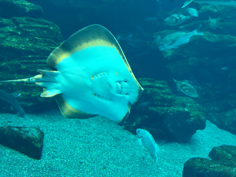 第1回 自己紹介とFGO語り