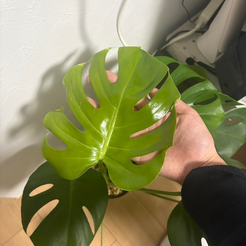 好きについて