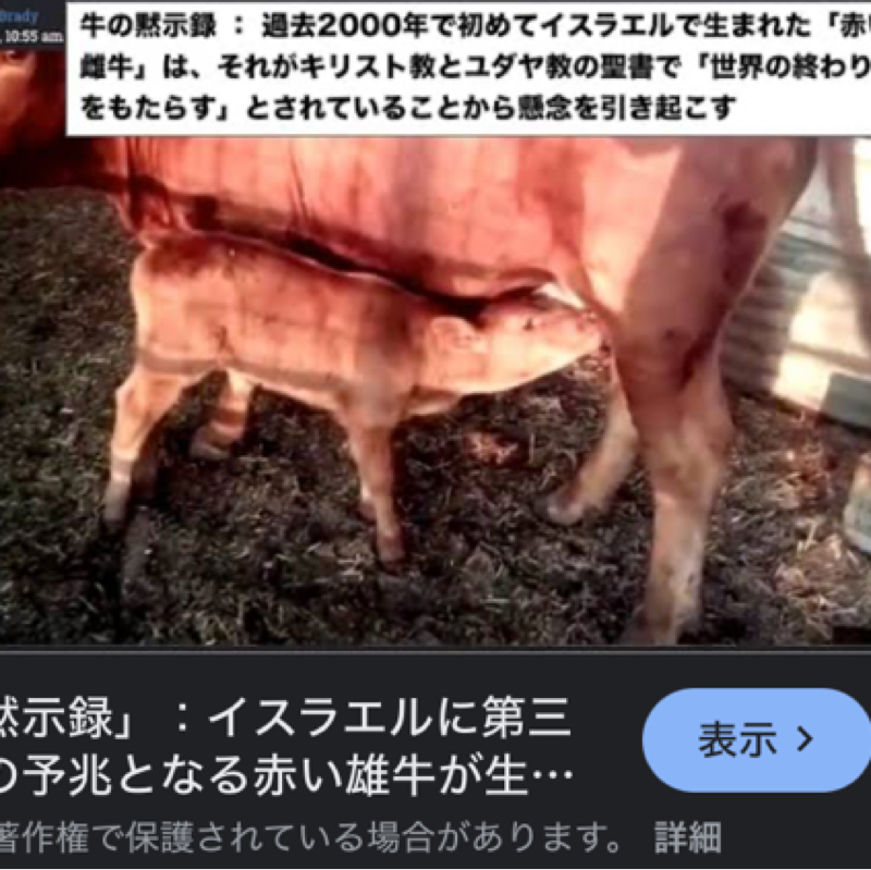 中東戦争の原因は牛？