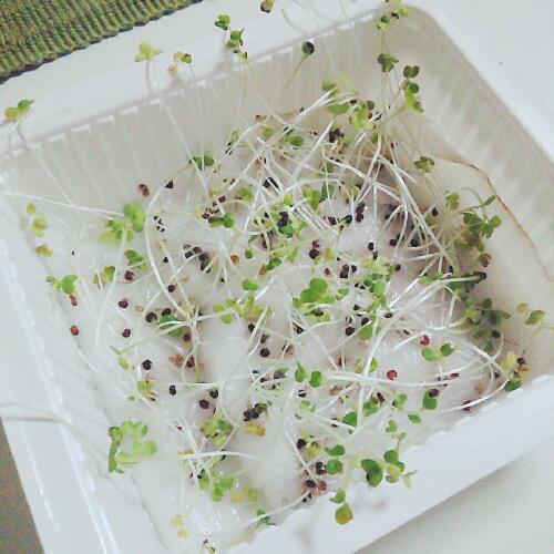 ベビーリーフの話