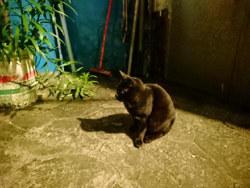 エルキドゥが出た件