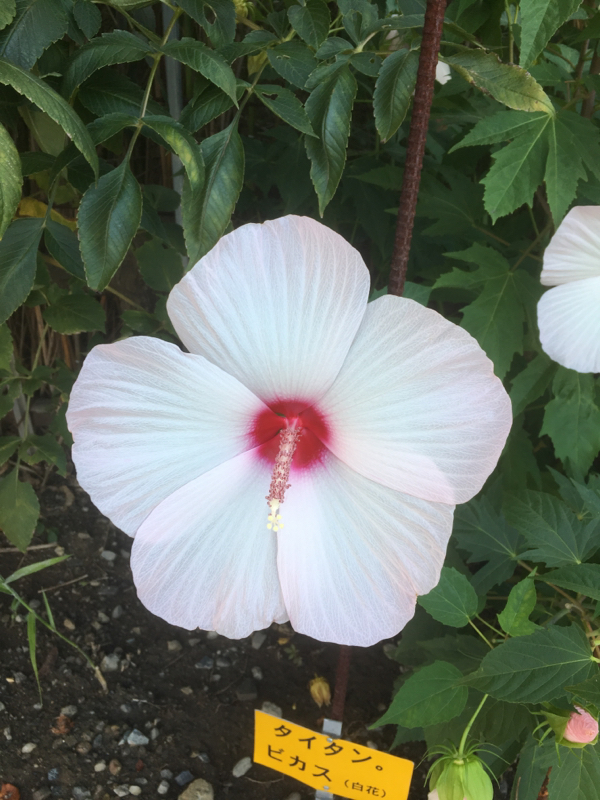 ぬいぐるみお悩み相談室