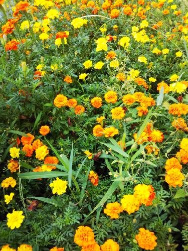 らびと秋刀魚とわたし