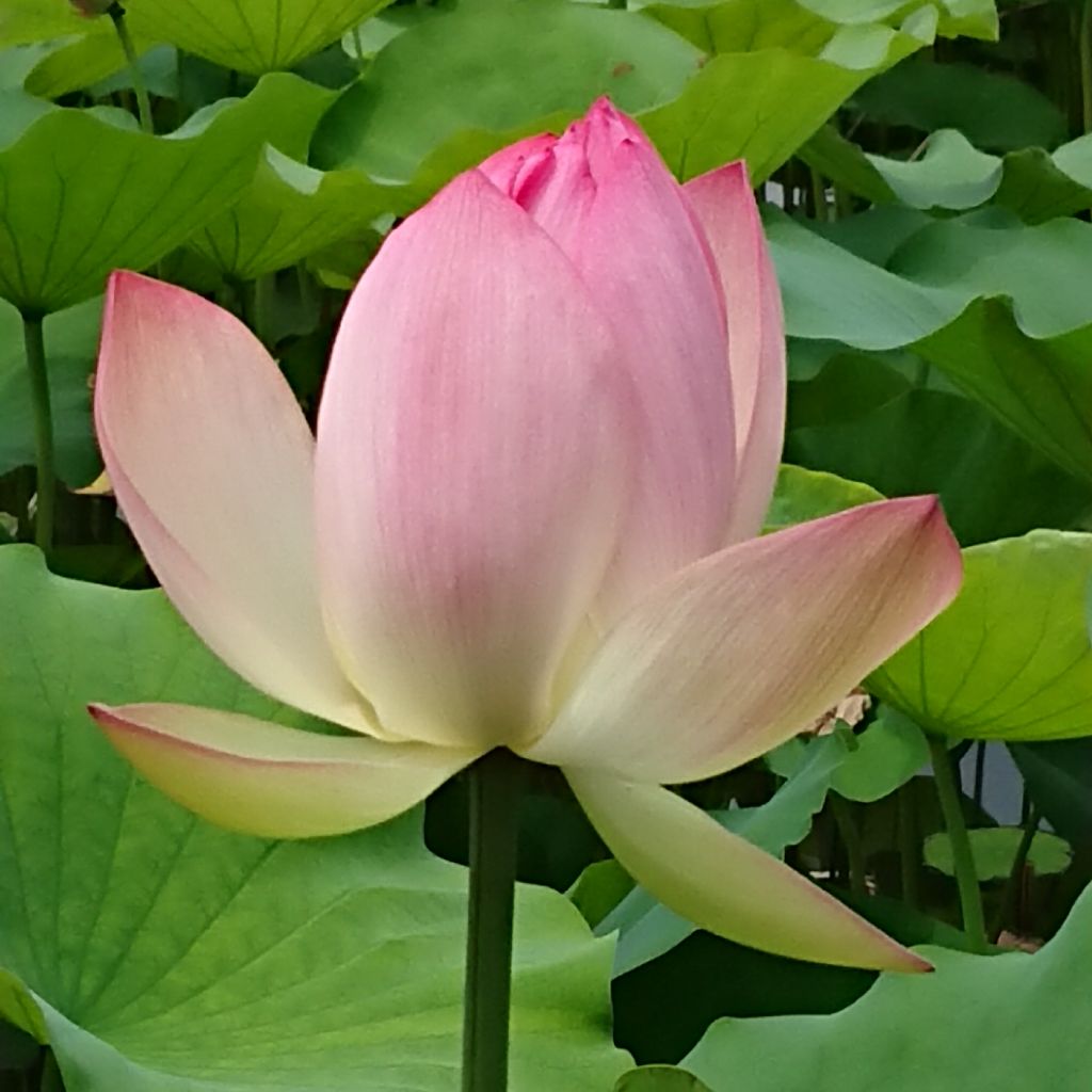 ちょっと真面目に話す回