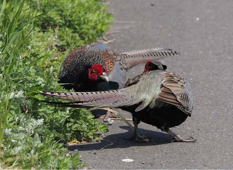 推しのことが好きだなあという話