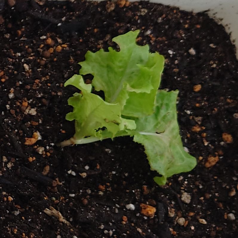 461  メダカどこ行った