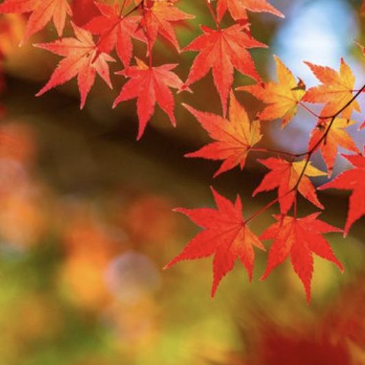 464  チキン狩り