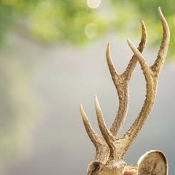 496  ミャク鹿くん