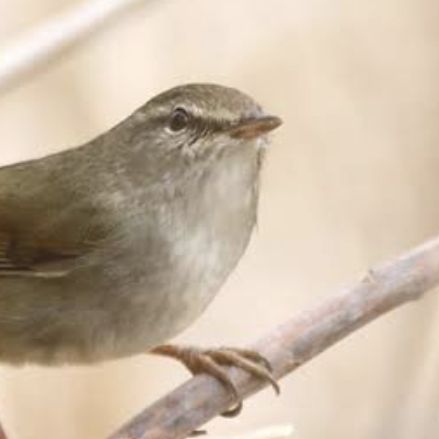 499  ウグイスでしょ