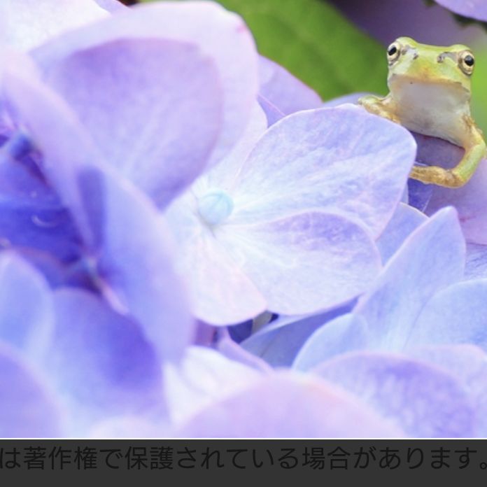 515  梅雨の楽しみ方