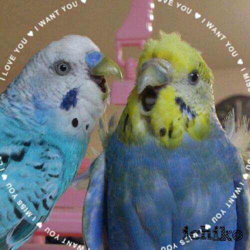 いちこのおはなしし