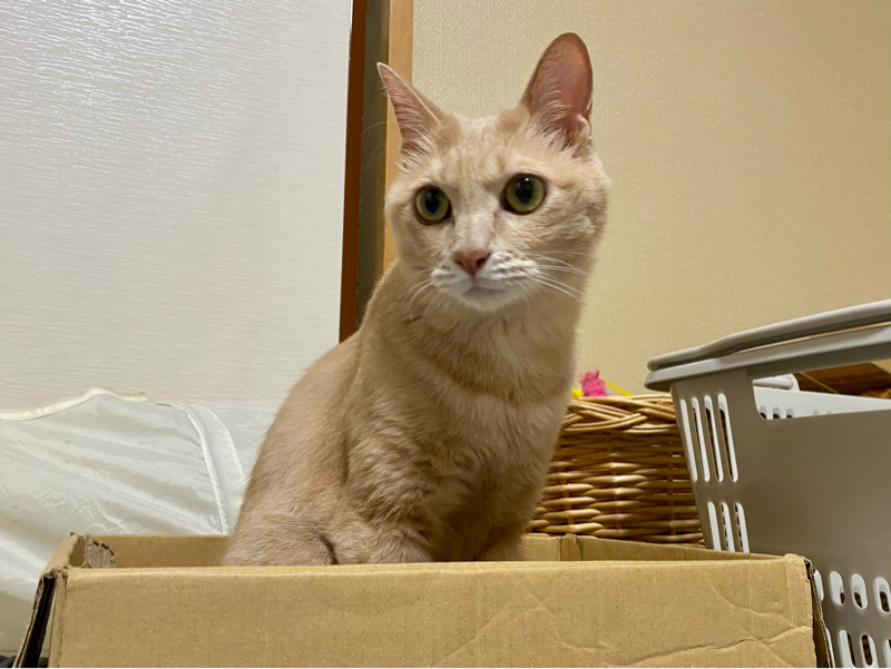 朝ラン21℃。東村山庭先ゃ多摩湖〜狭山茶どころ情けは厚い東村山四丁目にて昨日の落語の話。#157