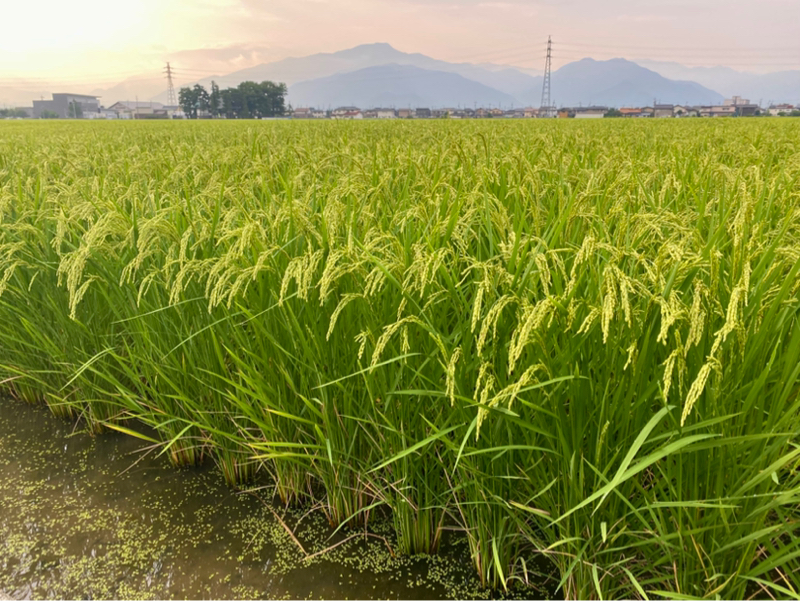 朝ラン23℃。雷雨と総務部と本田と手続きと組織と糊代と稲穂と米と農協と毎日続けること。#1601