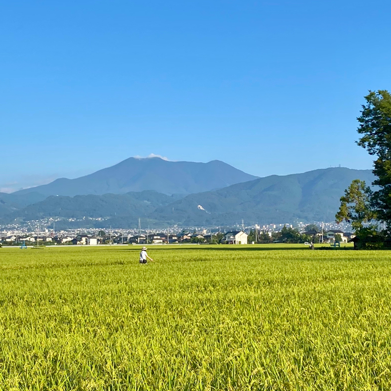 朝ラン24℃。寝坊した秋の朝と柴犬と那須と軽井沢とご静養と数学教師と思い出のテニスコート。#1608