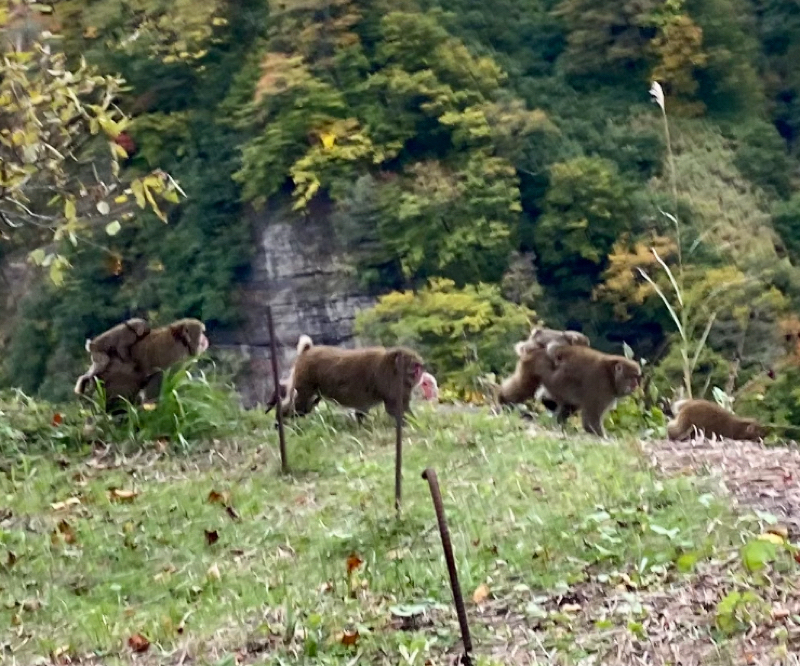 朝ラン14℃。鬼無里で新蕎麦食べ放題に挑戦した話と裏淋しい山奥の奥で出会ったお猿のご家族。#1656