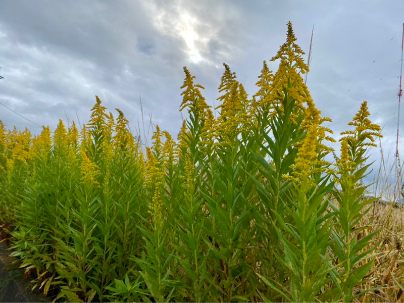 朝ラン12℃。反推奨スタイルとDBとハロウィンと酣なセイタカアワダチソウと11月の大目標。#1668