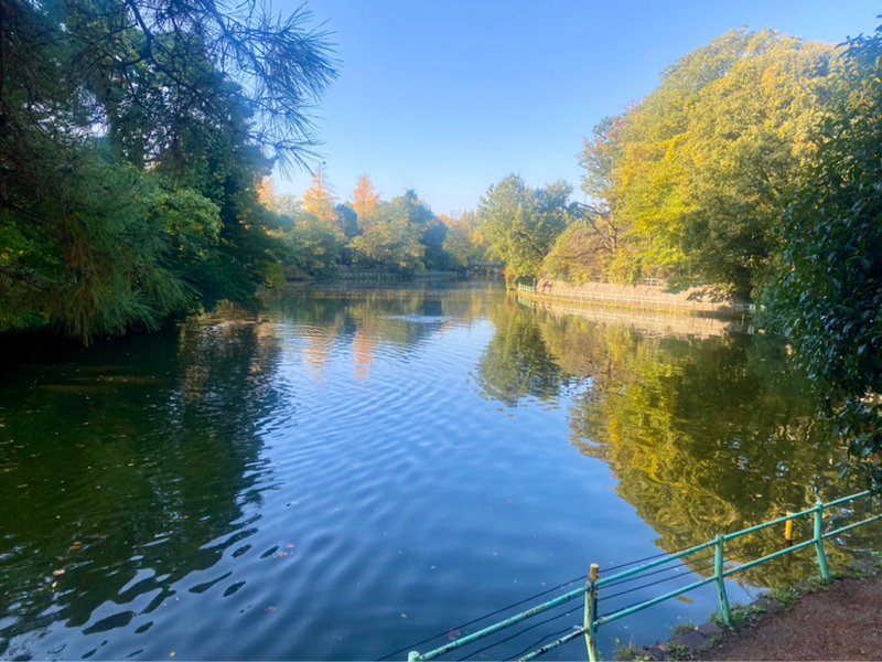 朝ラン11℃。ストルバイトを患って病院に行ってきた三男と大森元貴の母校と武蔵関公園と鵜。#1670
