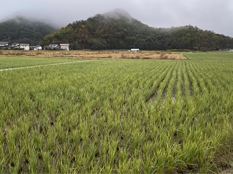 朝ラン4℃。まだまだあった人生初とビックリした蘖(孫生え・ひこばえ)田んぼと爆笑学生落語。#1671