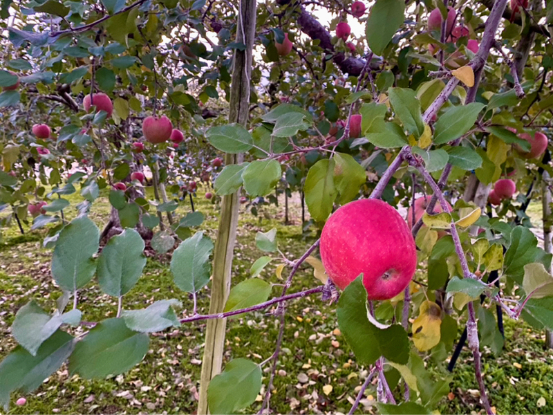 朝ラン1℃。連日の早朝ランとラオス公式訪問の愛子さまと心臓専門医が警鐘を鳴らす12の食品。#1688