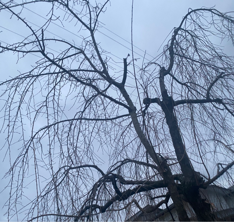 朝ラン7℃。二度寝にならない二度寝とミーム化とばけばけと好きな女性タレントベストテン⑤。#1701