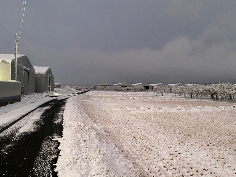 朝ラン-2℃。雪と届いたシジミサンとラッパーなヘブン先生と好きな女性タレントベストテン⑥。#1702