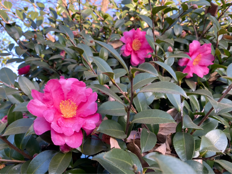 朝ラン0℃。今年の漢字とラジオ体操週間と無能な味方と好きな女性タレントベストテン第15回。#1711