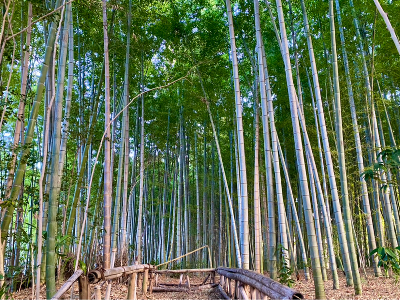 朝ラン8℃。美しい竹林公園とゴムみたいな焼肉と人生の新たなる目標とジジイのお返しトーク。#1720