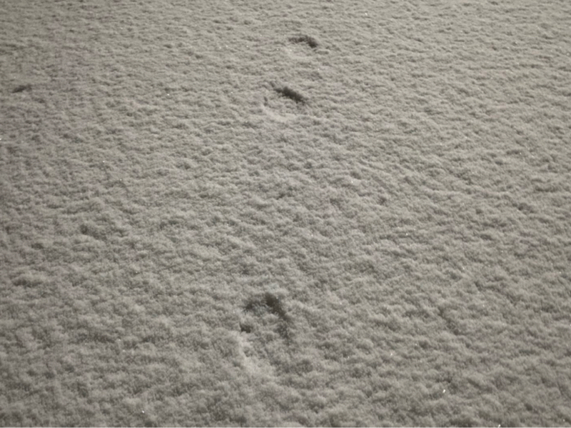 朝ラン-7℃。久しぶりチェックのアップルミュージックトップ100とまちゅう落語会の打合せ。#1751