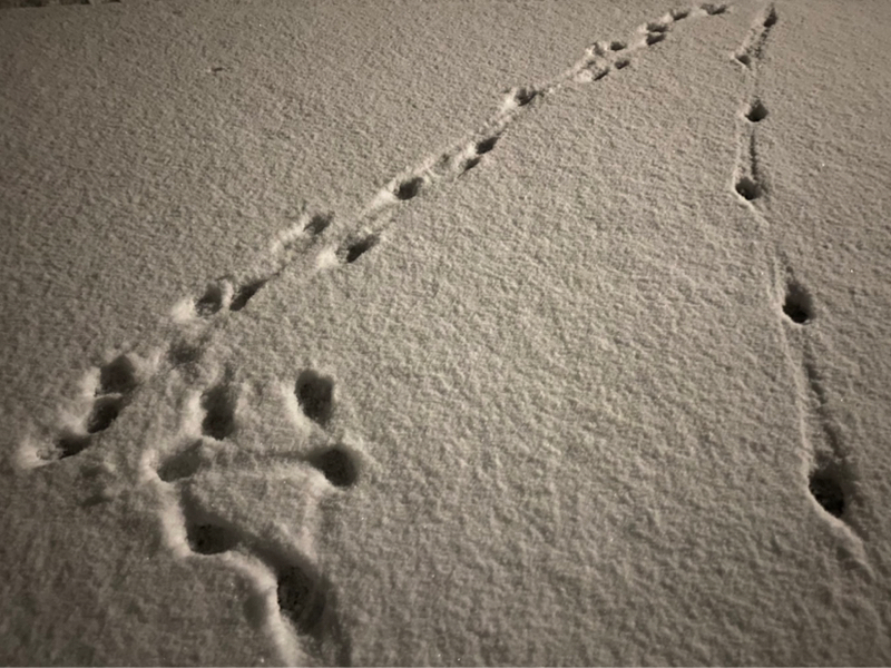 朝ラン-5℃。長野の文芸出版社にエッセイを連載する女性詩人とその作品から広がる芸能情報。#1759