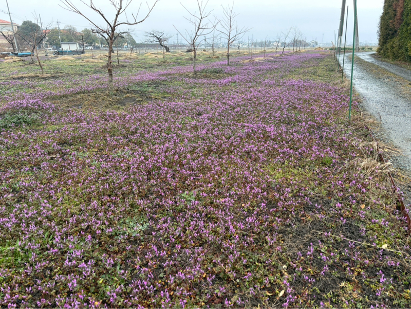 朝ラン6℃。小雨の木曜と水洗WCと週末の準備となでしこジャパンと好きな路線B10第12回。#1811