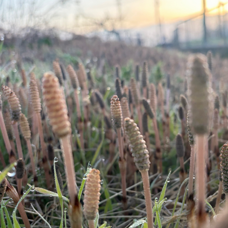 朝ラン8℃。後期高齢者になっても車の運転だけはやめるもんかと強く思った和田秀樹先生の提言。#1822