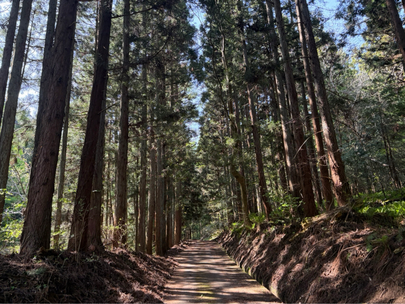 午後ラン23℃。カビキラーとケツカッチン林道ランとチョーキューメイを弾き語る心と身体の妻。#1840